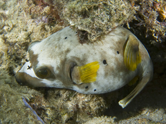 Arothron nigropunctatus