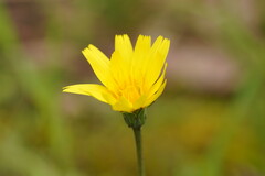 Microseris
