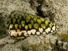 Conus marmoreus