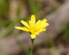 Microseris