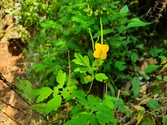 Chelidonium asiaticum