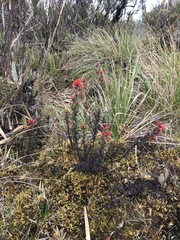 Castilleja fissifolia