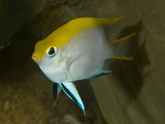 Neoglyphidodon melas