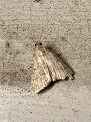 Hypsopygia nostralis