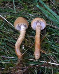 Cystoderma