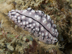 Phyllidiopsis krempfi