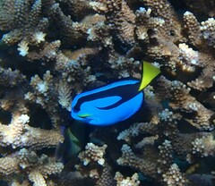 Paracanthurus hepatus