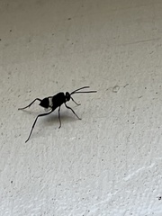 Evania appendigaster
