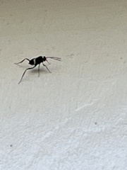 Evania appendigaster