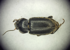 Anisodactylus punctatipennis