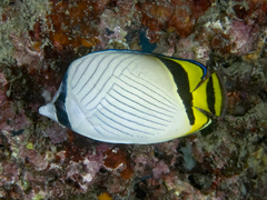 Chaetodon vagabundus
