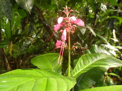 Stenostephanus