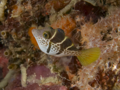 Paraluteres prionurus