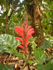 Stenostephanus