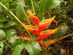 Heliconia subulata