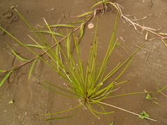 Eleocharis melanostachys