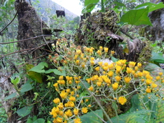Munnozia senecionidis