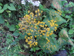 Munnozia senecionidis