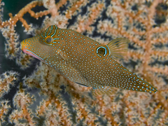 Canthigaster solandri