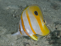 Chelmon rostratus