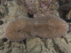 Ctenactis crassa