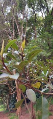 Ficus rubiginosa
