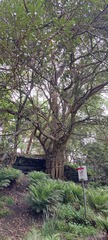 Ficus rubiginosa