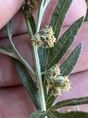 Artemisia indica