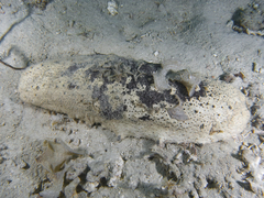 Holothuria fuscogilva
