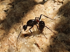 Polyrhachis lamellidens