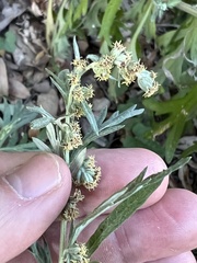 Artemisia indica