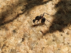 Polyrhachis lamellidens
