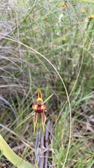 Caladenia actensis