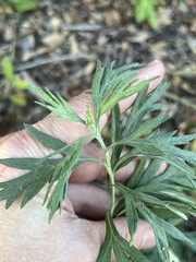 Artemisia indica