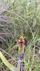 Caladenia actensis