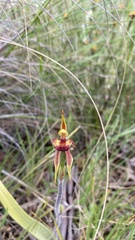 Caladenia actensis