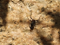 Polyrhachis lamellidens
