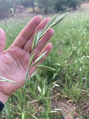 Bromus catharticus