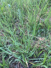 Bromus catharticus