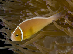 Amphiprion perideraion