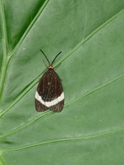 Pidorus atratus