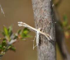 Stangeia xerodes