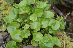 Heuchera micrantha