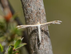 Stangeia xerodes
