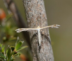 Stangeia xerodes