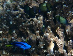 Paracanthurus hepatus