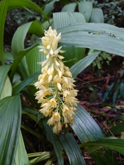 Calanthe