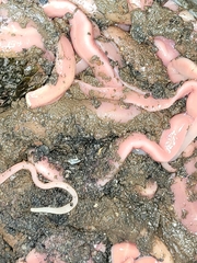 Cerebratulus lacteus