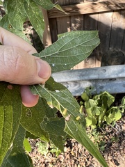 Celticecis aciculata