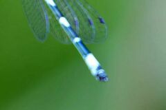 Coenagrion castellani